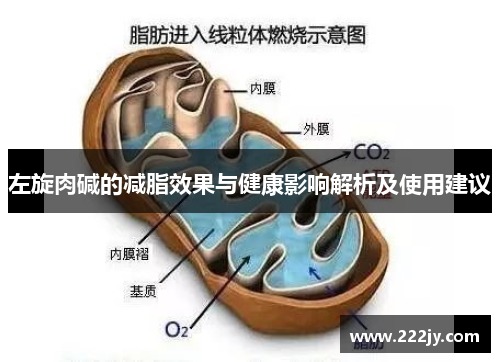 左旋肉碱的减脂效果与健康影响解析及使用建议
